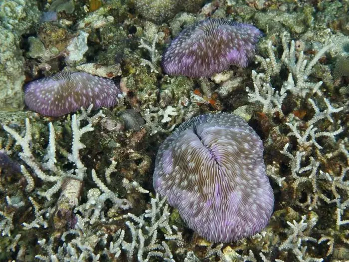 Framed Print : Purple mushroom corals (Fungia fungites) on the seabed Framed Print : Purple mushroom corals (Fungia fungites) on the seabed