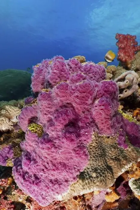 Framed Print : Purple ray sponge (Chalinula nematifera) in a colourful ocean environment with clear water Framed Print : Purple ray sponge (Chalinula nematifera) in a colourful ocean environment with clear water