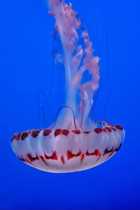 Framed Print : Purple striped jelly fish on blue background Framed Print : Purple striped jelly fish on blue background