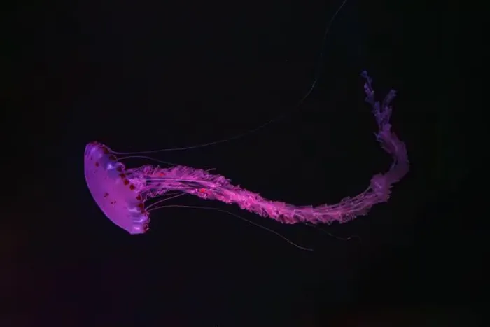 Framed Print : Purple striped Jellyfish, Chrysaora colorata swimming in dark water of aquarium tank illuminated with pink neon light