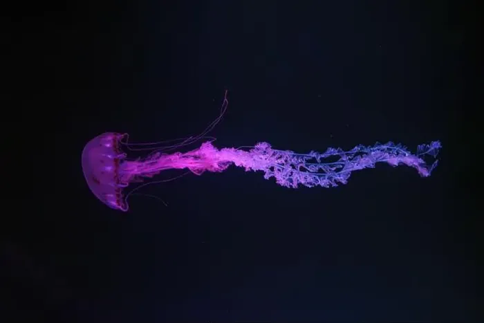 Framed Print : Purple striped Jellyfish, Chrysaora colorata swimming in dark water of aquarium tank illuminated with pink neon light Framed Print : Purple striped Jellyfish, Chrysaora colorata swimming in dark water of aquarium tank illuminated with pink neon light