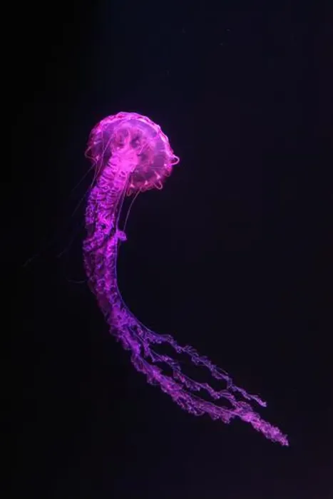 Framed Print : Purple striped Jellyfish, Chrysaora colorata swimming in dark water of aquarium tank illuminated with pink neon light