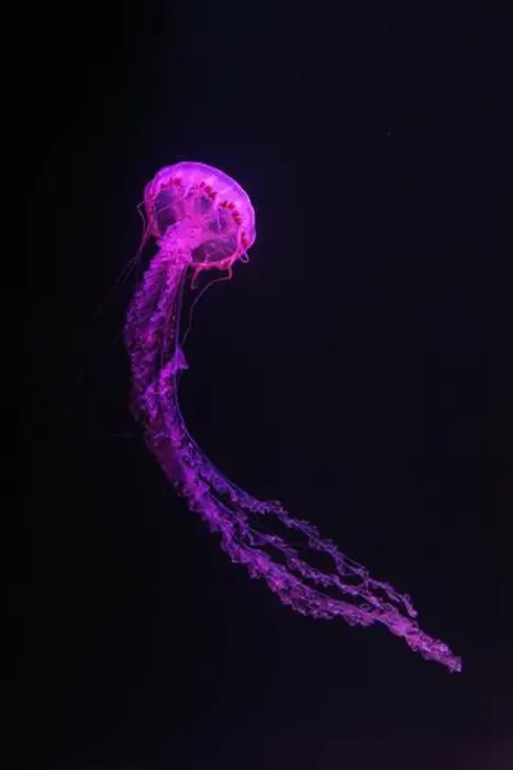 Framed Print : Purple striped Jellyfish, Chrysaora colorata swimming in dark water of aquarium tank illuminated with pink neon light Framed Print : Purple striped Jellyfish, Chrysaora colorata swimming in dark water of aquarium tank illuminated with pink neon light