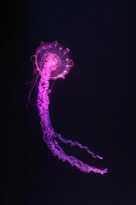 Framed Print : Purple striped Jellyfish, Chrysaora colorata swimming in dark water of aquarium tank illuminated with pink neon light Framed Print : Purple striped Jellyfish, Chrysaora colorata swimming in dark water of aquarium tank illuminated with pink neon light