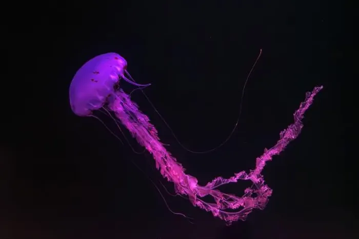 Framed Print : Purple-striped Jellyfish, Chrysaora colorata swimming in dark water of aquarium tank illuminated with pink neon light