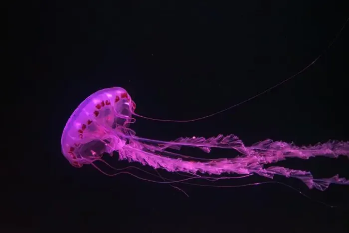 Framed Print : Purple-striped Jellyfish, Chrysaora colorata swimming in dark water of aquarium tank illuminated with pink neon light Framed Print : Purple-striped Jellyfish, Chrysaora colorata swimming in dark water of aquarium tank illuminated with pink neon light