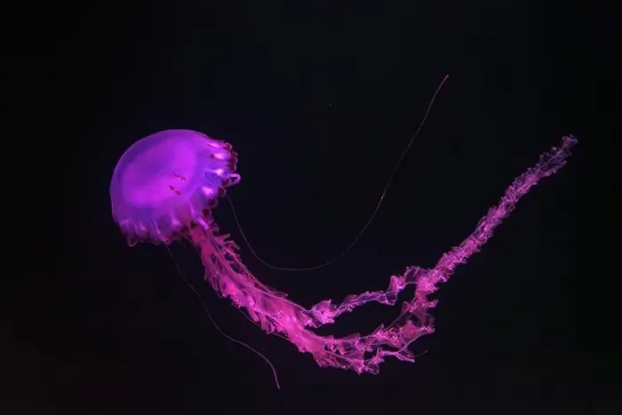 Framed Print : Purple-striped Jellyfish, Chrysaora colorata swimming in dark water of aquarium tank illuminated with pink neon light Framed Print : Purple-striped Jellyfish, Chrysaora colorata swimming in dark water of aquarium tank illuminated with pink neon light