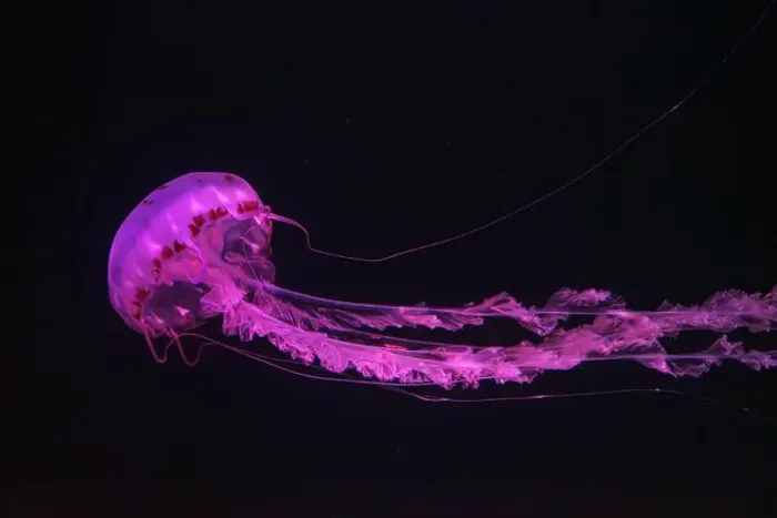 Framed Print : Purple-striped Jellyfish, Chrysaora colorata swimming in dark water of aquarium tank illuminated with pink neon light Framed Print : Purple-striped Jellyfish, Chrysaora colorata swimming in dark water of aquarium tank illuminated with pink neon light