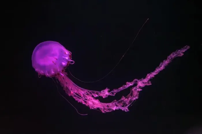 Framed Print : Purple-striped Jellyfish, Chrysaora colorata swimming in dark water of aquarium tank illuminated with pink neon light Framed Print : Purple-striped Jellyfish, Chrysaora colorata swimming in dark water of aquarium tank illuminated with pink neon light