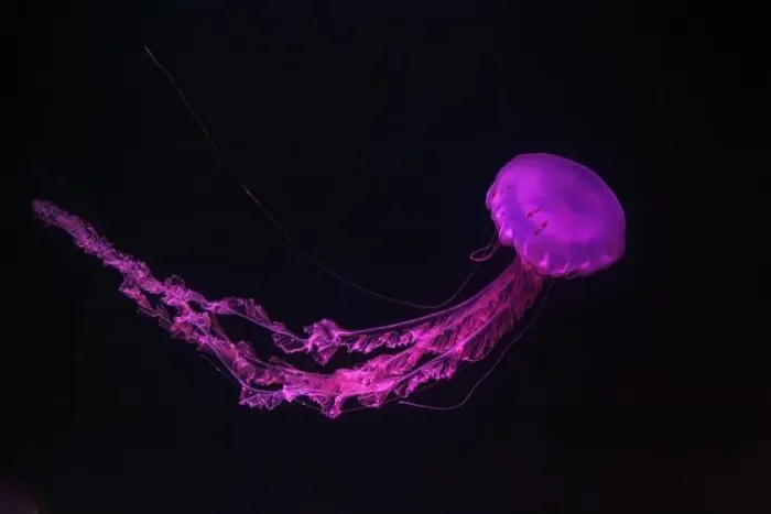Framed Print : Purple striped Jellyfish or Chrysaora colorata swimming in dark water of aquarium tank illuminated with pink neon light Framed Print : Purple striped Jellyfish or Chrysaora colorata swimming in dark water of aquarium tank illuminated with pink neon light