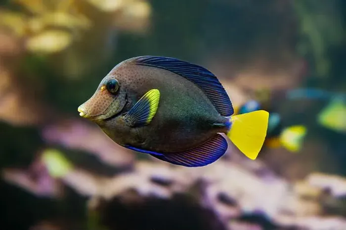 Framed Print : Purple tang fish Zebrasoma xanthurum Marine reef fish also known as Yellowtail Sailfin Tang Dist Red Sea Arabian Sea Framed Print : Purple tang fish Zebrasoma xanthurum Marine reef fish also known as Yellowtail Sailfin Tang Dist Red Sea Arabian Sea