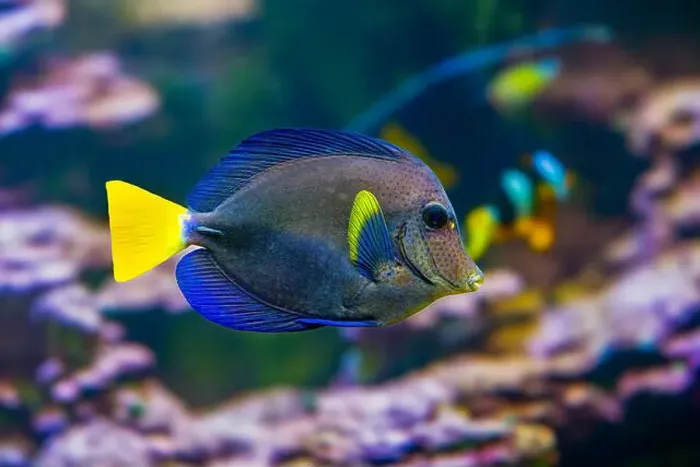 Framed Print : Purple tang fish Zebrasoma xanthurum Marine reef fish also known as Yellowtail Sailfin Tang Dist Red Sea Arabian Sea Framed Print : Purple tang fish Zebrasoma xanthurum Marine reef fish also known as Yellowtail Sailfin Tang Dist Red Sea Arabian Sea