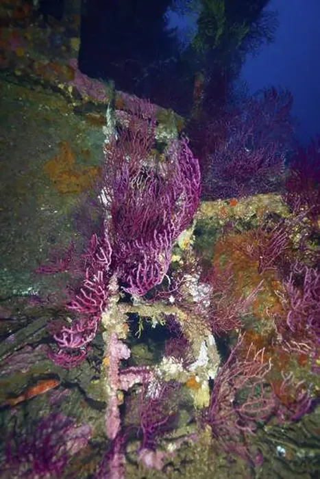 Framed Print : Purple Violescent sea-whip (Paramuricea clavata) cover the wreck and create a lively picture Framed Print : Purple Violescent sea-whip (Paramuricea clavata) cover the wreck and create a lively picture