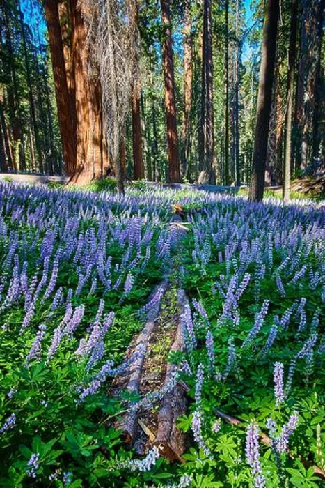 Framed Print : Purple Wildflowers and Fallen Log in Sequoia Forest Meadow with Sunlight Framed Print : Purple Wildflowers and Fallen Log in Sequoia Forest Meadow with Sunlight