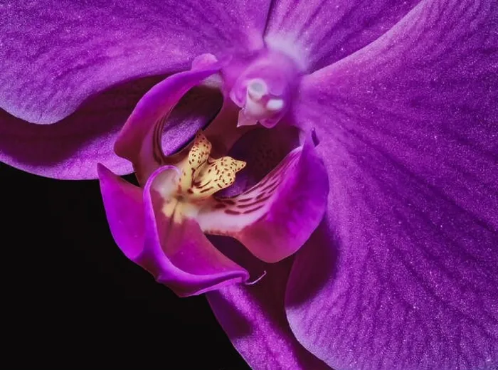 Framed Print : purple yellow orchid blossom heart macro, black background, detailed texture Framed Print : purple yellow orchid blossom heart macro, black background, detailed texture