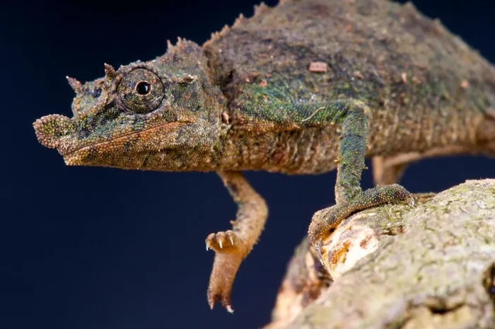Framed Print : Pygmy chameleon / Rhampholeon acuminatus Framed Print : Pygmy chameleon / Rhampholeon acuminatus