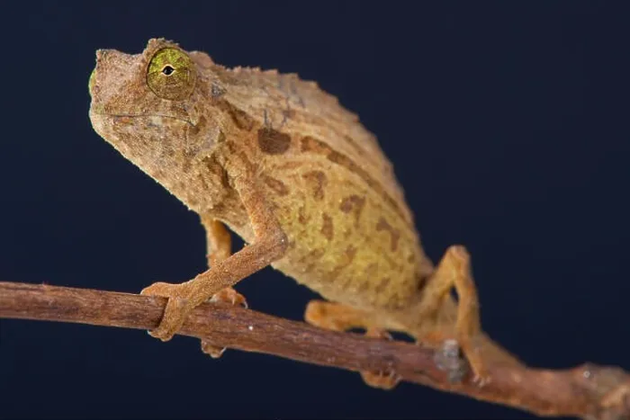 Framed Print : Pygmy chameleon / Rieppeleon brevicaudatus Framed Print : Pygmy chameleon / Rieppeleon brevicaudatus