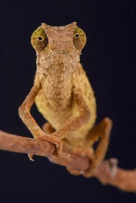 Framed Print : Pygmy chameleon / Rieppeleon brevicaudatus Framed Print : Pygmy chameleon / Rieppeleon brevicaudatus