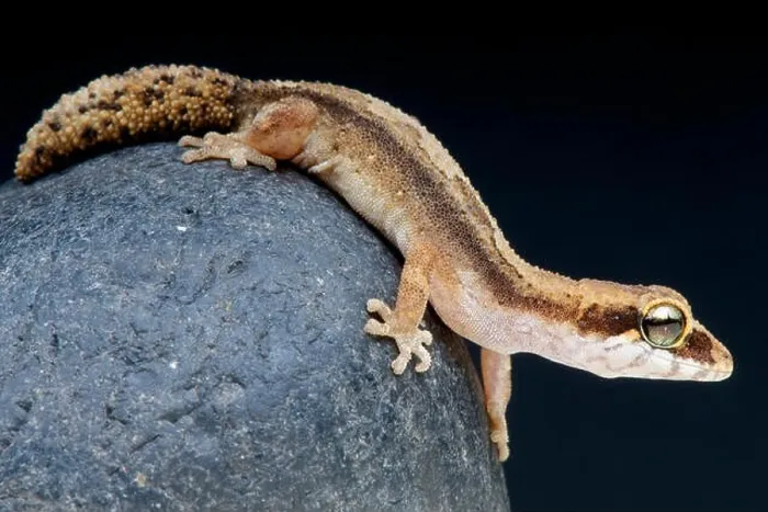 Framed Print : Pygmy panther gecko / Paroedura androyensis Framed Print : Pygmy panther gecko / Paroedura androyensis