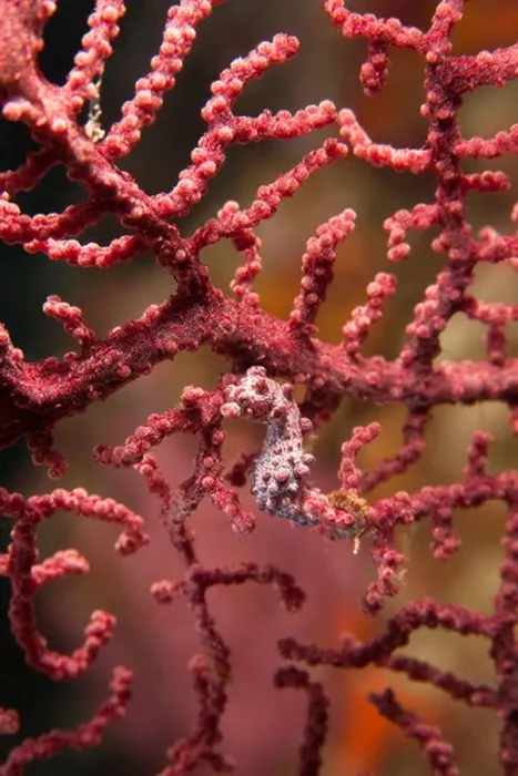 Framed Print : Pygmy Seahorse (Hippocampus bargibanti) on Gorgonian Sea Fan (Muricella sp.), Lembeh Strait, North Sulawesi, Indonesia Framed Print : Pygmy Seahorse (Hippocampus bargibanti) on Gorgonian Sea Fan (Muricella sp.), Lembeh Strait, North Sulawesi, Indonesia