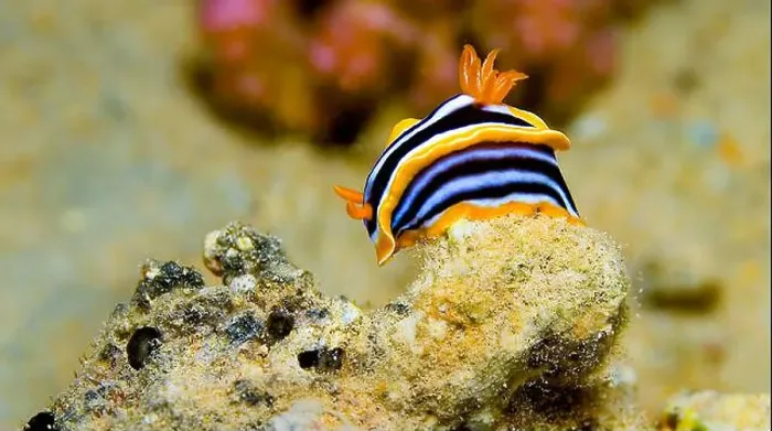 Framed Print : Pyjama Nudibranch, Chromodoris quadricolor, Coral Reef, Red Sea, Egypt, Africa Framed Print : Pyjama Nudibranch, Chromodoris quadricolor, Coral Reef, Red Sea, Egypt, Africa