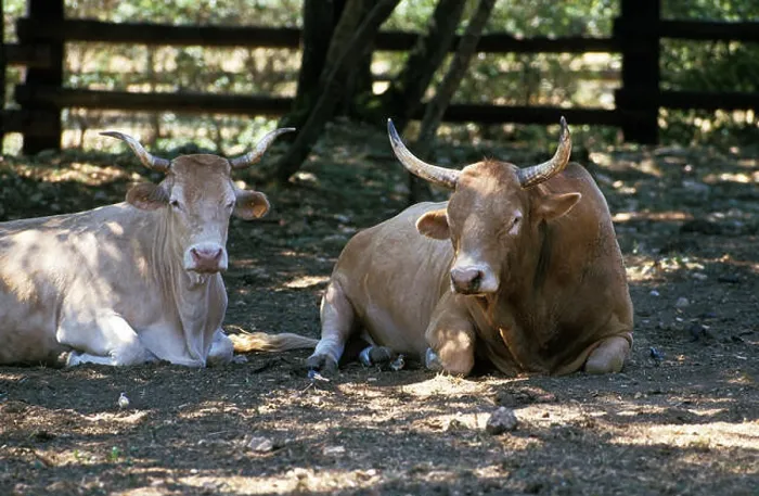 Framed Print : Pyrenean Cow or Blonde des Pyrenees, Domestic Cattle from France Framed Print : Pyrenean Cow or Blonde des Pyrenees, Domestic Cattle from France