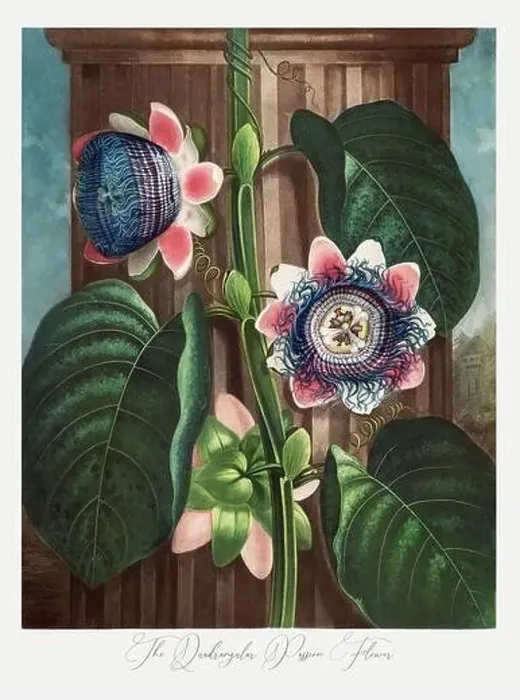 Framed Print : The Quadrangular Passion Flower Framed Print : The Quadrangular Passion Flower