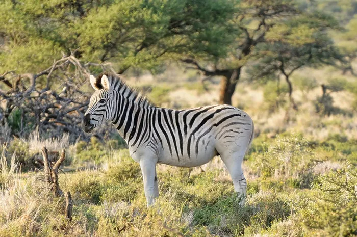 Framed Print : Quagga, Equus quagga quagga. Example of animals in breeding back project to recreate a Quagga from Plains Zebra Framed Print : Quagga, Equus quagga quagga. Example of animals in breeding back project to recreate a Quagga from Plains Zebra