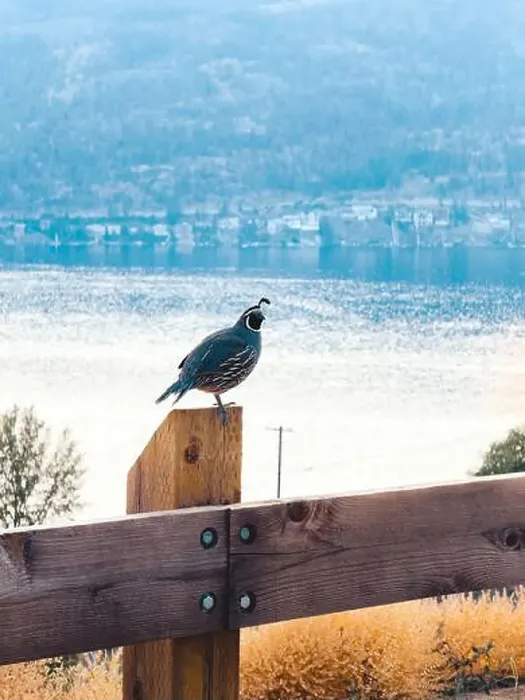Framed Print : Quail bird sitting on fence post with lake view in distance Framed Print : Quail bird sitting on fence post with lake view in distance