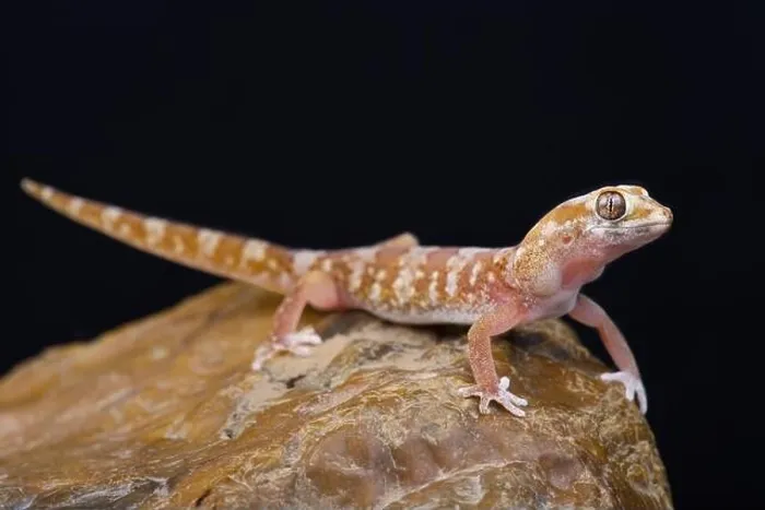 Framed Print : Quartz Gecko (Pachydactylus latirostris) Framed Print : Quartz Gecko (Pachydactylus latirostris)
