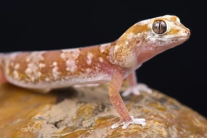 Framed Print : Quartz gecko (Pachydactylus latirostris) Framed Print : Quartz gecko (Pachydactylus latirostris)
