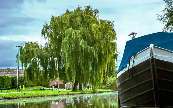 Framed Print : A quiet canal tucked beneath a sweeping willow, where time slows and the water holds the day's soft reflections Framed Print : A quiet canal tucked beneath a sweeping willow, where time slows and the water holds the day's soft reflections
