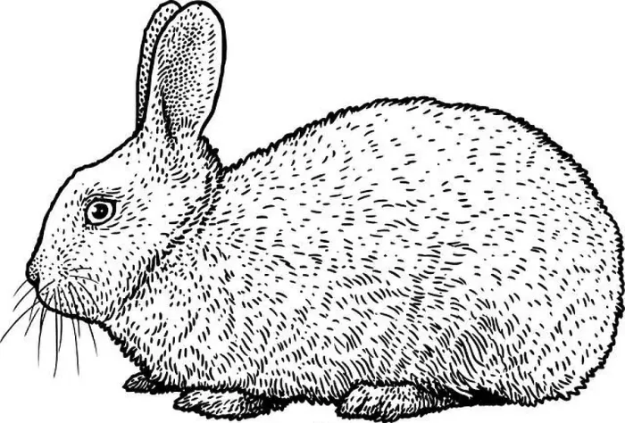 Framed Print : Rabbit illustration, drawing, engraving, ink, line art, vector Framed Print : Rabbit illustration, drawing, engraving, ink, line art, vector