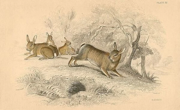 Rabbit (Oryctolagus cuniculus), 1828