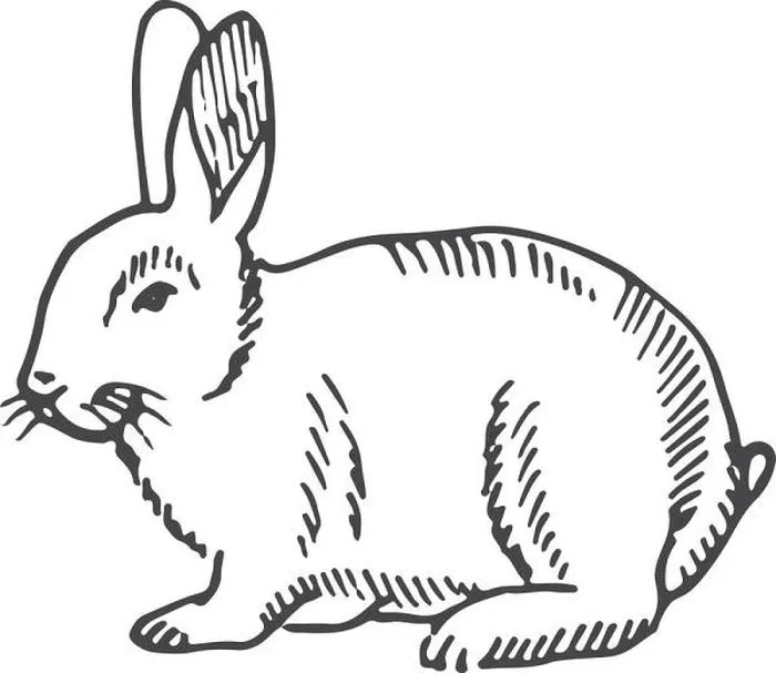 Framed Print : Rabbit sketch. Hand drawn bunny. Farm animal Framed Print : Rabbit sketch. Hand drawn bunny. Farm animal