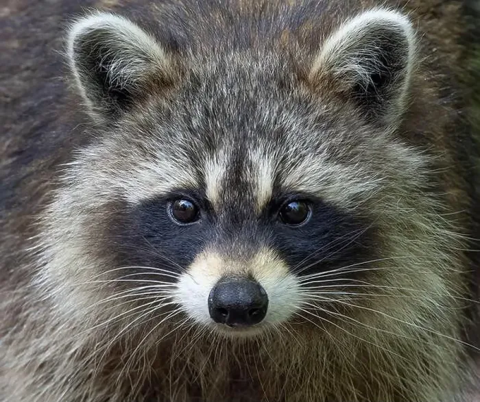 Framed Print : Raccoon closeup walking along a path in the woods in springtime in Canada Framed Print : Raccoon closeup walking along a path in the woods in springtime in Canada