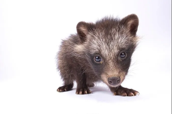 Framed Print : raccoon dog, Nyctereutes procyonoides Framed Print : raccoon dog, Nyctereutes procyonoides