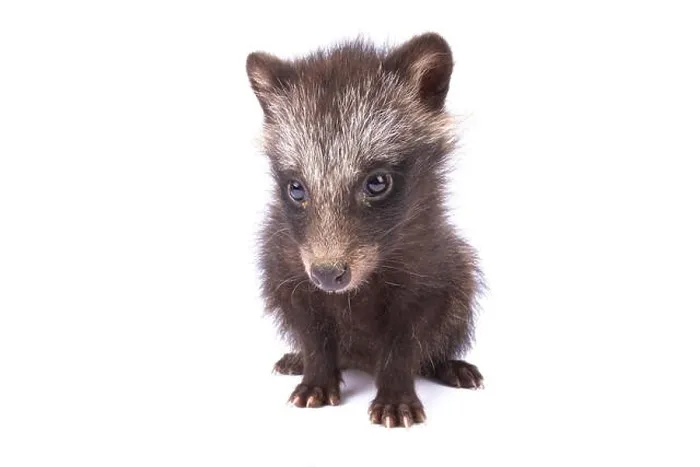 Framed Print : raccoon dog, Nyctereutes procyonoides Framed Print : raccoon dog, Nyctereutes procyonoides