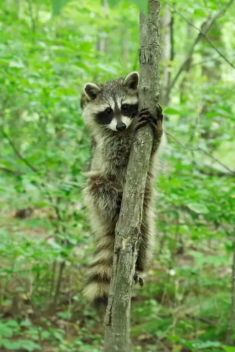 Framed Print : Raccoon holding on to a tree looking at camera Framed Print : Raccoon holding on to a tree looking at camera