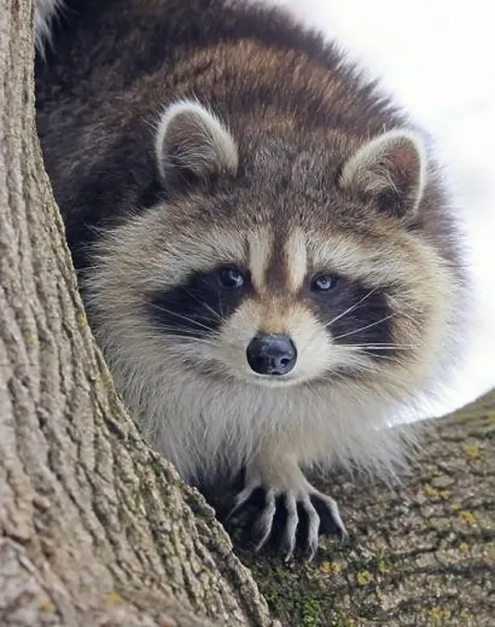Framed Print : Raccoon portrait on the tree, Montreal, Canada Framed Print : Raccoon portrait on the tree, Montreal, Canada