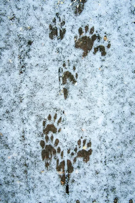 Framed Print : Raccoon tracks in snow on a wooden deck in Issaquah, Washington, USA