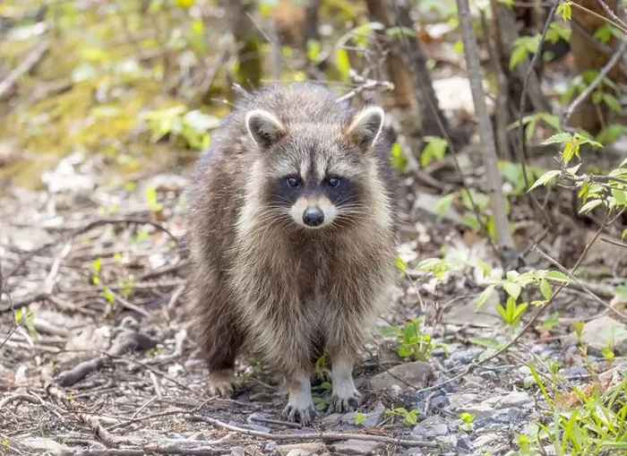 Framed Print : Raccoon walking along a path in the woods in springtime in Canada Framed Print : Raccoon walking along a path in the woods in springtime in Canada