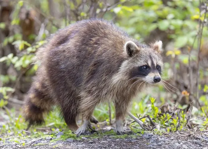 Framed Print : Raccoon walking along a path in the woods in springtime in Canada Framed Print : Raccoon walking along a path in the woods in springtime in Canada