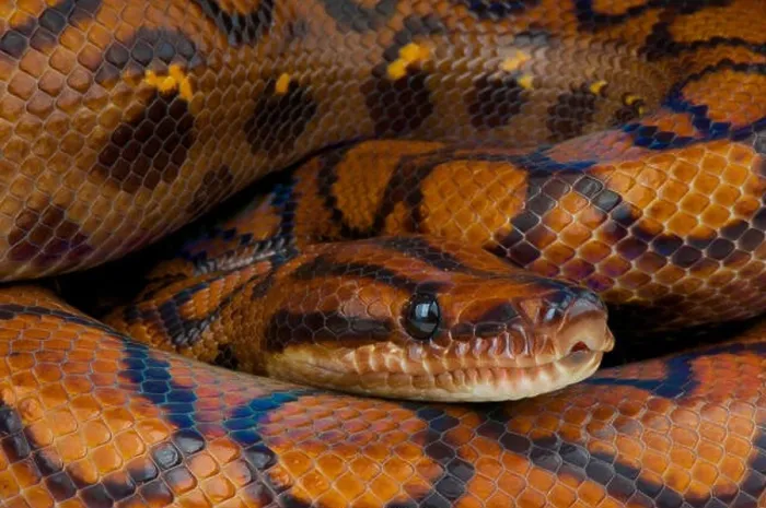Framed Print : Rainbow boa / Epicrates cenchria cenchria Framed Print : Rainbow boa / Epicrates cenchria cenchria