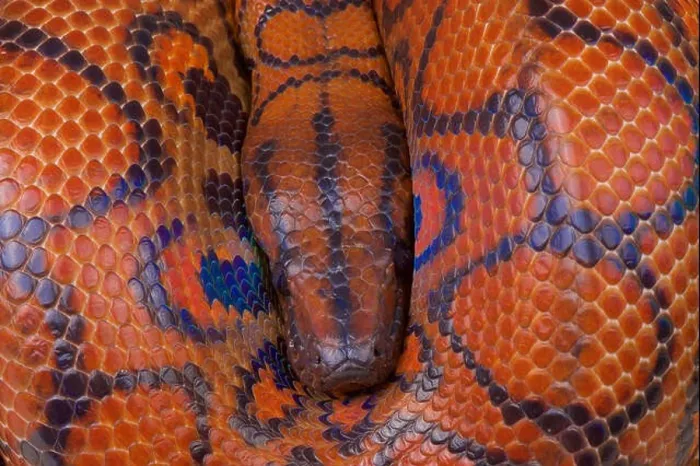 Framed Print : Rainbow boa / Epicrates cenchria cenchria Framed Print : Rainbow boa / Epicrates cenchria cenchria