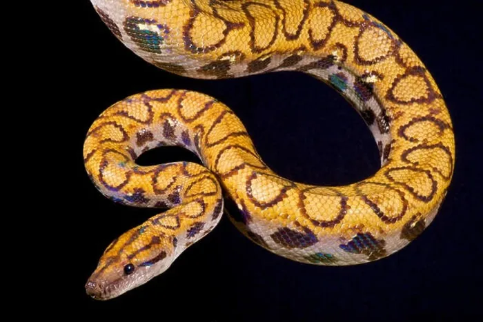 Framed Print : Rainbow boa, Epicrates cenchria cenchria Framed Print : Rainbow boa, Epicrates cenchria cenchria