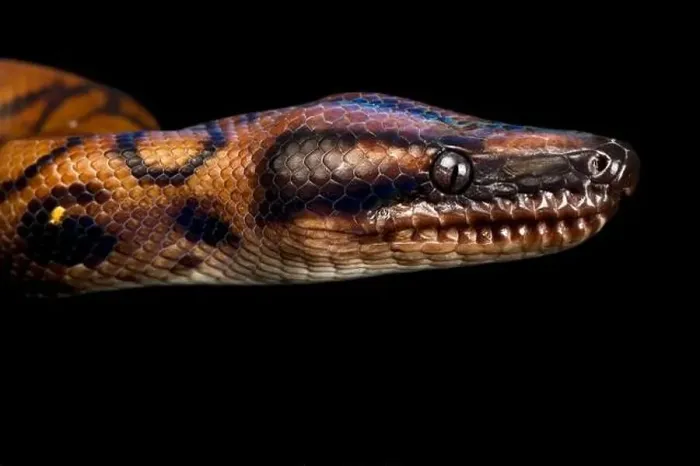 Framed Print : Rainbow boa (Epicrates cenchria cenchria) Framed Print : Rainbow boa (Epicrates cenchria cenchria)