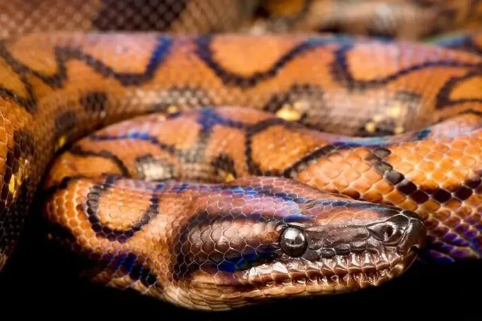 Framed Print : Rainbow boa (Epicrates cenchria cenchria) Framed Print : Rainbow boa (Epicrates cenchria cenchria)