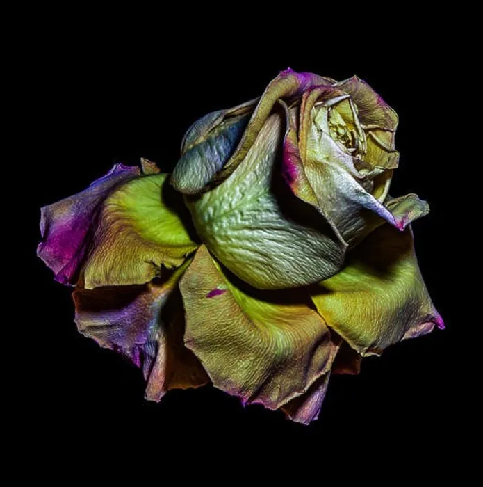 Framed Print : rainbow colored surrealistic metallic rose macro Framed Print : rainbow colored surrealistic metallic rose macro