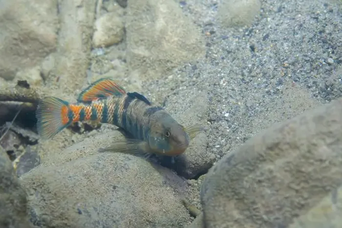 Framed Print : Rainbow darter displaying on riverbed
